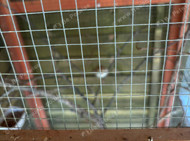 Hen cock canaries