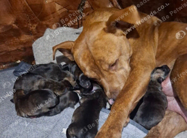 Belgian Malinois puppy