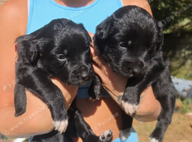 Collie puppy's