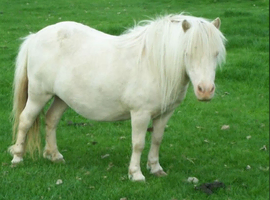 Stunning shetland mare