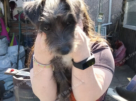 Need to rehome