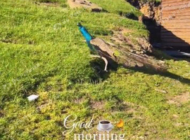 Male peacocks