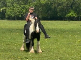 George stunning cob gelding safe first pony
