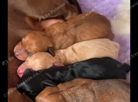 KC REG MINI DACHUNDS
