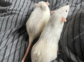female dumbo rats for sale