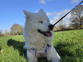 Rehome sweet Samoyed girl