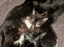 5 beautiful tuxedo kittens (9 weeks old ) ready for new homes
