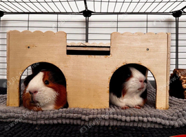 2 Male Guinea Pigs
