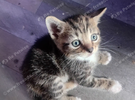 Stunning  kittens