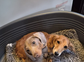 Dachshunds