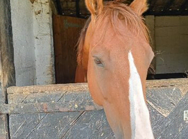 16.3 chestnut 8yr old gelding