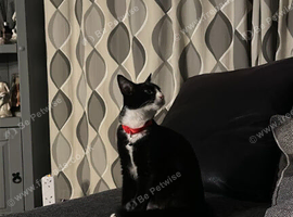 7 month old female cat