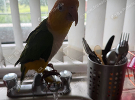Male yellow thigh caique