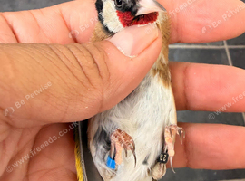 2025 goldfinch male