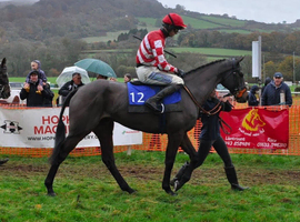 Race Horse For sale !!