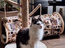 Norweigen mixed breed