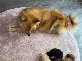 Spitzpoo puppies