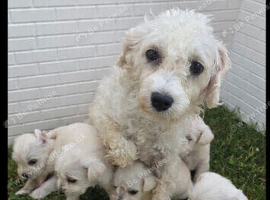 Schnoodle puppies