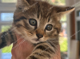 Beautiful Kittens now ready for forever home