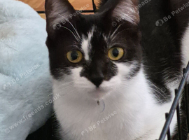 Beautiful Friendly Girl Looking For Loving Home