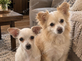 Female chihuahua