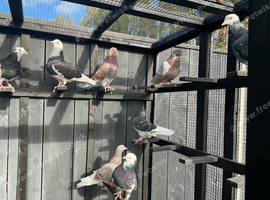 Rollers for sale