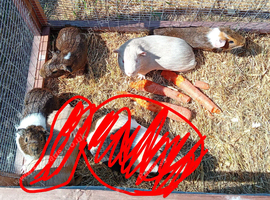 Male guinea pigs