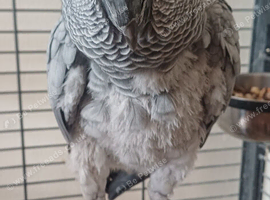 African grey parrott