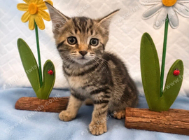Beautiful Kittens