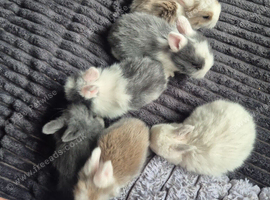 Lionhead babies