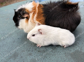 Pair