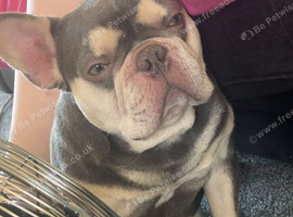 3 year old French bulldog