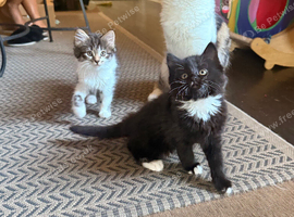Female Kittens Looking for Their Forever Homes