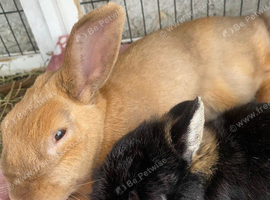 Bonded male rabbits