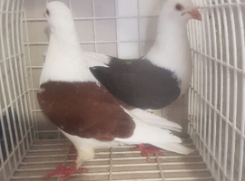 100% pure shadel male and female