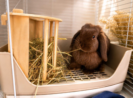 Beautiful brown mini lop