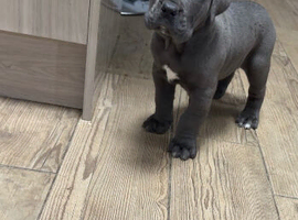 Blue Cane Corsos
