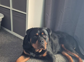 Freya the rottweiler