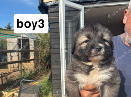 caucasian sheperd puppies for sale