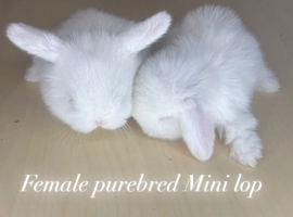 Friendly Female Purebred Mini lop