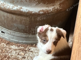 Border collie puppies