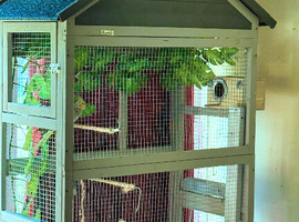 Zebra finches