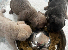 4 adorable pups waiting for their forever homes