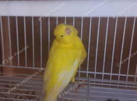 Male canary