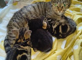 3 Beautiful kittens
