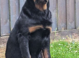 Rottweiler male from world class kennels