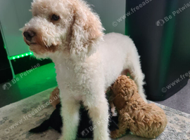 Absolutely stunning poodle pups