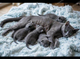 Pure Russian Blue kitten
