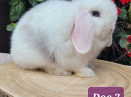 Mini lops available