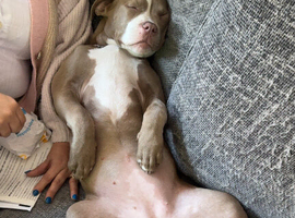 American bully puppy
